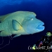 wrasse_napoleon_bro_l_h_0013_egy0313.jpg